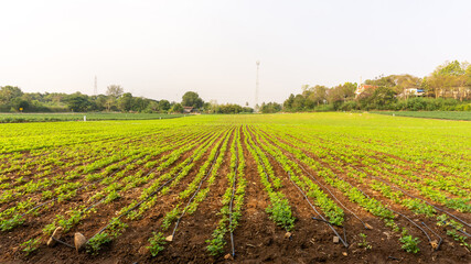 Obraz premium The landscape of plantation young green peanut in farming