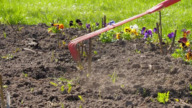 Professional gardener cultivates garden soil with red metal rake under bright spring sunlight. Concept hobby occupation gardening