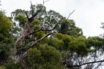 力強い枯れた木