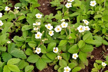 Small flowers of forest strawberries (Latin. Fragaria vsca)