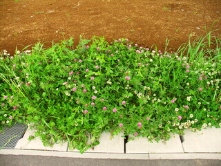 住宅開発地区の道沿いに咲くシロツメクサとアカツメクサ