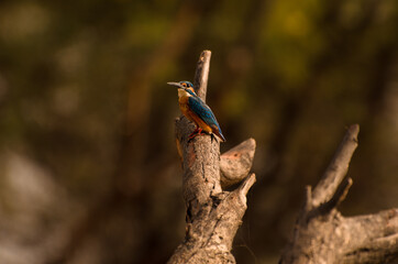 common kingfisher
