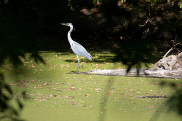 Gray heron on an autumn day while hunting photographing the leaves of the trees