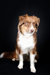 australian shepherd dog