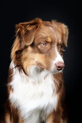 australian shepherd dog