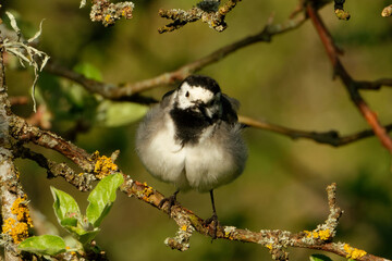White wagtail (Motacilla alba) is a common and widespread small passerine bird.