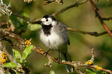 White wagtail (Motacilla alba) is a common and widespread small passerine bird.