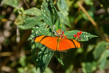 Orange and black butterfly perched on a flowering tree.