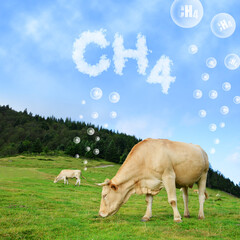 Cow grazing on pasture with CH4 text from clouds at the background. The concept of methane emissions from livestock. - obrazy, fototapety, plakaty