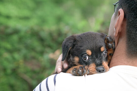 Cute puppy dog lay his head on shoulder of  man, eyes looking at camera. Outdoor with copy space.