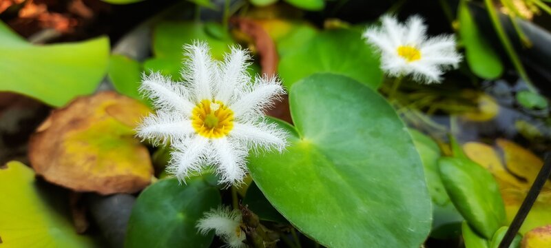 variant of a water lily that is in full bloom beautifull and bright collour