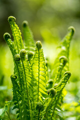 Fern plant on summer