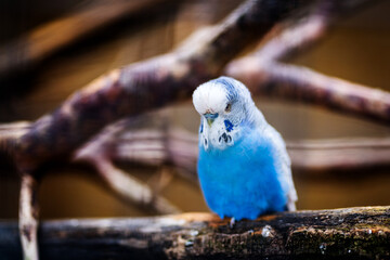 bird blue Budgerigar