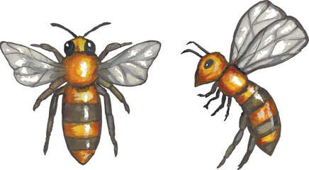 watercolor bees. vector illustration. EPS format