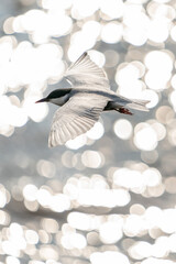 Whiskered tern in flight with open wings over beautiful ocean.