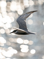 Whiskered tern in flight with open wings over beautiful ocean.