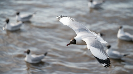 Seagull flying, over the ocean.
