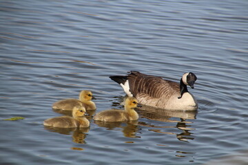 On Guard Mother Goose, Pylypow Wetlands, Edmonton, Alberta