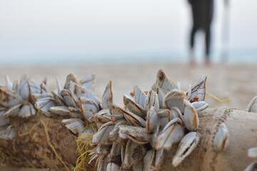 shellfish on the beach
