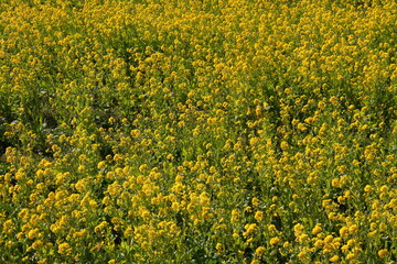 Obraz premium 菜の花16