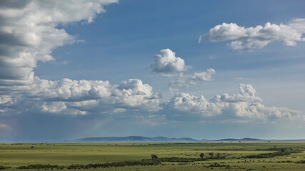Fototapeta na wymiar African landscape. The endless savanna is covered with green grass. Countless herds of herbivores graze. On the horizon is a mountain range. There are picturesque cumulus clouds in the sky. Kenya.