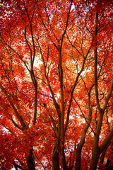 紅葉