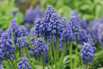 Grape hyacinth, muscari blue-purple with rain and dew drops in the grass in the garden with plants in the background.