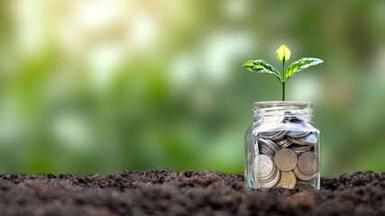 Tree growing from money saving jar and green nature backdrop, money growth concept.