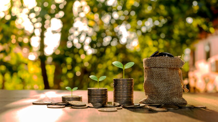 Money tree growth includes money saving bags on wood floor and blurred green nature backdrop.
