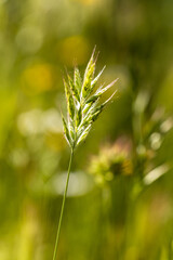 wild flowers and plants in Madrid