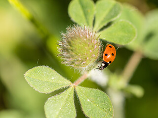 Coccinellidae insect on a clover leaf in Madrid