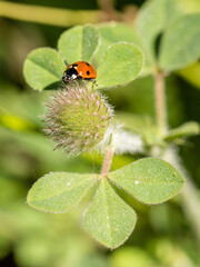 Obraz premium Coccinellidae insect on a clover leaf in Madrid