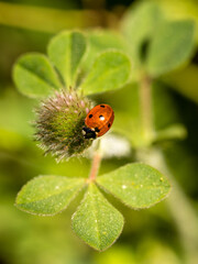 Fototapeta premium Coccinellidae insect on a clover leaf in Madrid