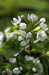 White flowers pear blossom is good nectar and for pear harvest