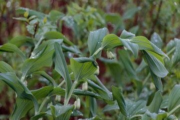 Polygonatum odoratum 'Variegatum' (Solomon's Seal) with raindrops on green leaves. Blurred garden in background. Rainy day.