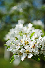 White flowers pear blossom is good nectar and for pear harvest
