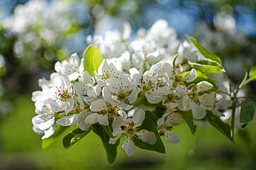 White flowers pear blossom is good nectar and for pear harvest