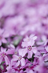 Fototapeta premium Small phlox flowers for spring garden decoration
