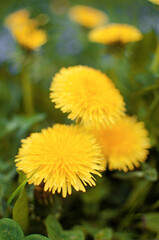 Delicate and light dandelion flowers outdoors