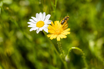 Obraz premium insect full of pollen on a dandelion flower in Madrid