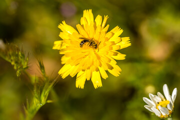insect full of pollen on a dandelion flower in Madrid