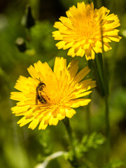 insect full of pollen on a dandelion flower in Madrid