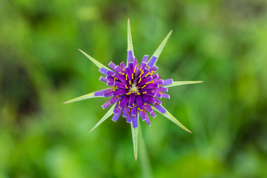 Tragopogon pratensis flower also known as cabruna beard in the Casa de Campo, Madrid
