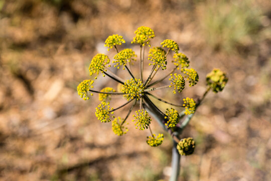Fennel flower also known as cabruna beard in the Casa de Campo, Madrid