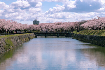 Fototapeta na wymiar 北海道　函館市五稜郭の満開の桜