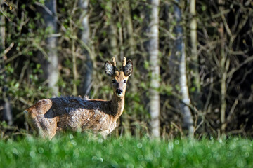 Reh ( Capreolus capreolus ).
