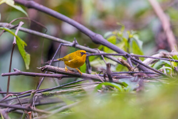 Golden babbler (Cyanoderma chrysaeum) at Mishmi hills, Arunachal Pradesh, India