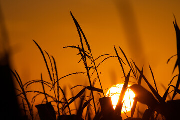 Champ de maïs au lever du soleil 1
