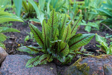 Wet red Veined Sorrel, Rumex sanguineus bush plant in garden with rocks, moss, black soil and green flowers in blurred background