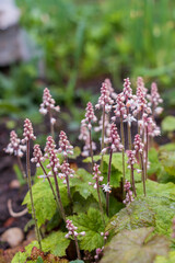 Pyrola minor l, lesser wintergreen flower with pink and white tall blossoms and green leaves. Blurred background with more garden flowers.